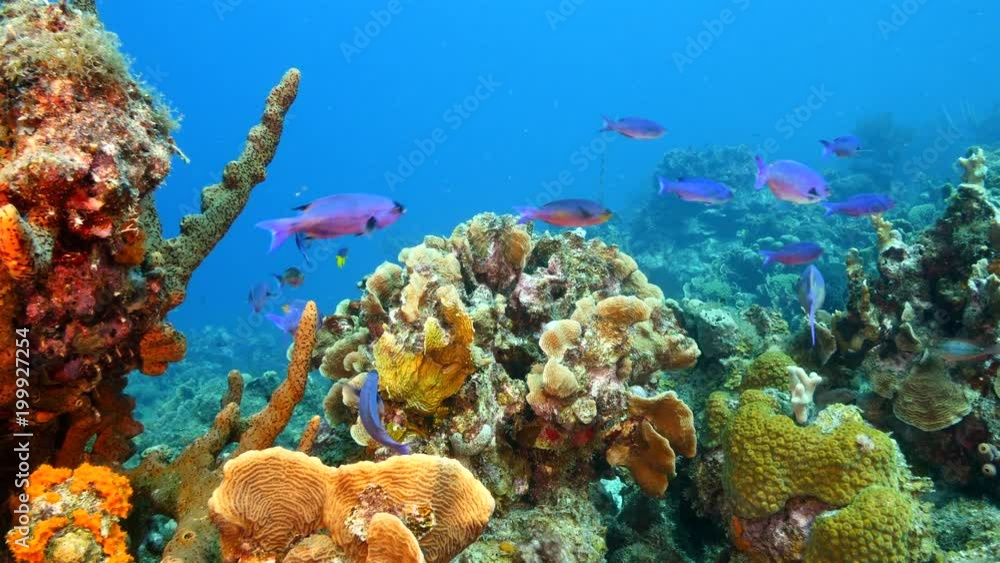 Seascape of coral reef / Caribbean Sea / Curacao with various hard and soft corals, sponges and sea fan Seascape of coral reef / Caribbean Sea / Curacao with various hard and soft corals, sponges and sea fan