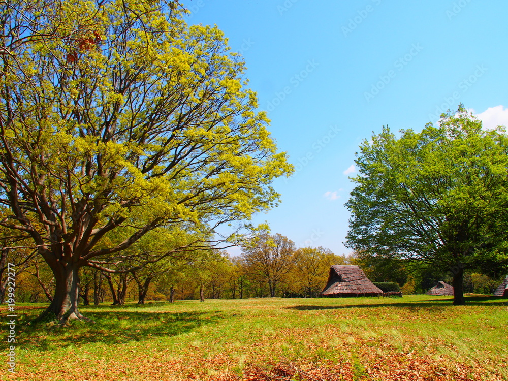 Fototapeta premium Cihba Kasori Shell Mound Remains Park