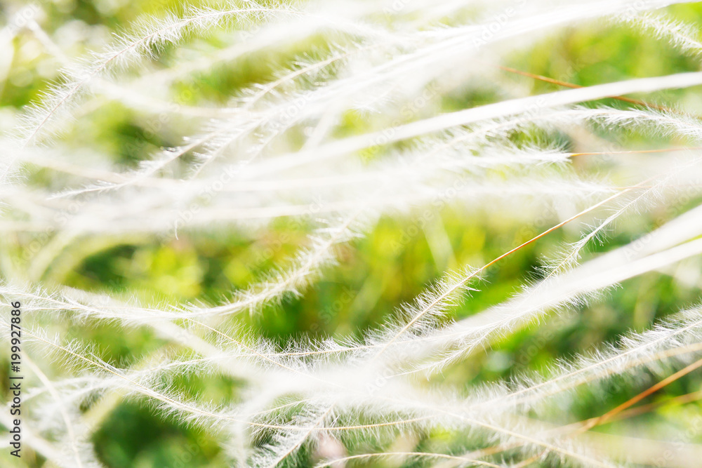 Blossoming feather grass close-up, abstract summer natural background. Blossoming feather grass close-up, abstract summer natural background.