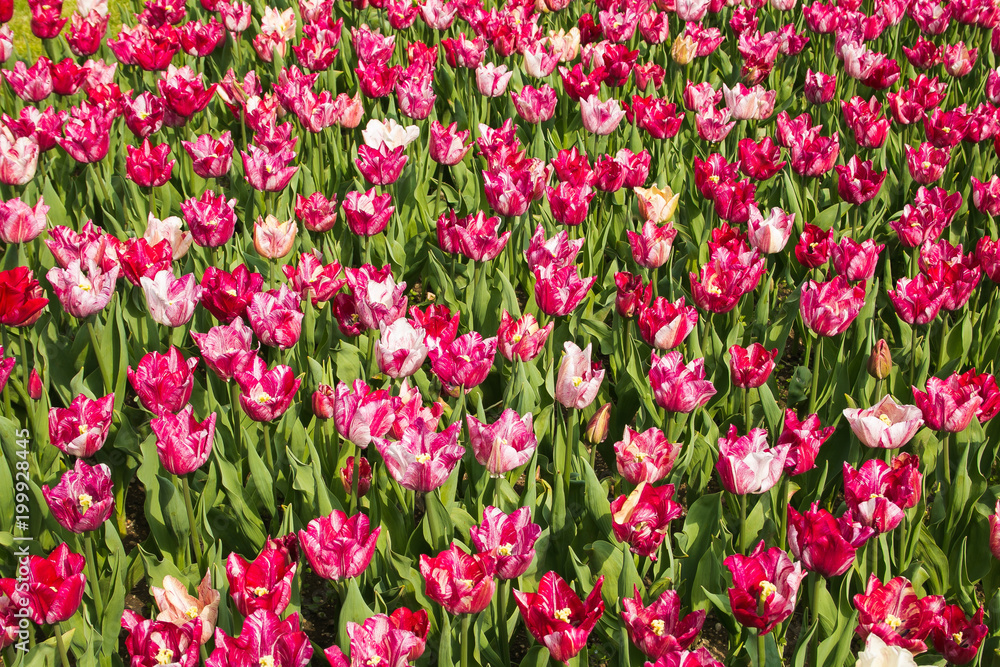 Splendido campo di tulipani fiorito in Olanda Splendido campo di tulipani fiorito in Olanda