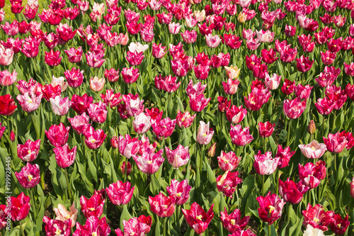 Splendido campo di tulipani fiorito in Olanda