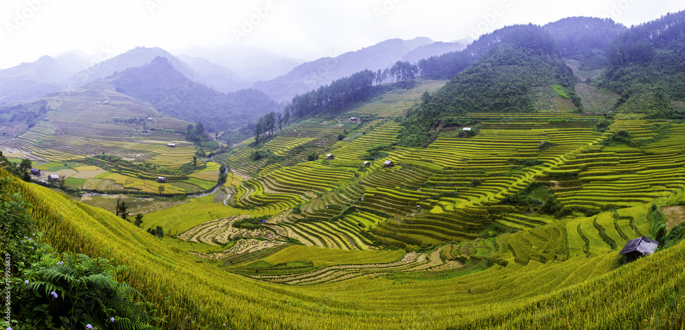 Rice fields on terraced of Mu Cang Chai , Yen Bai , Vietnam