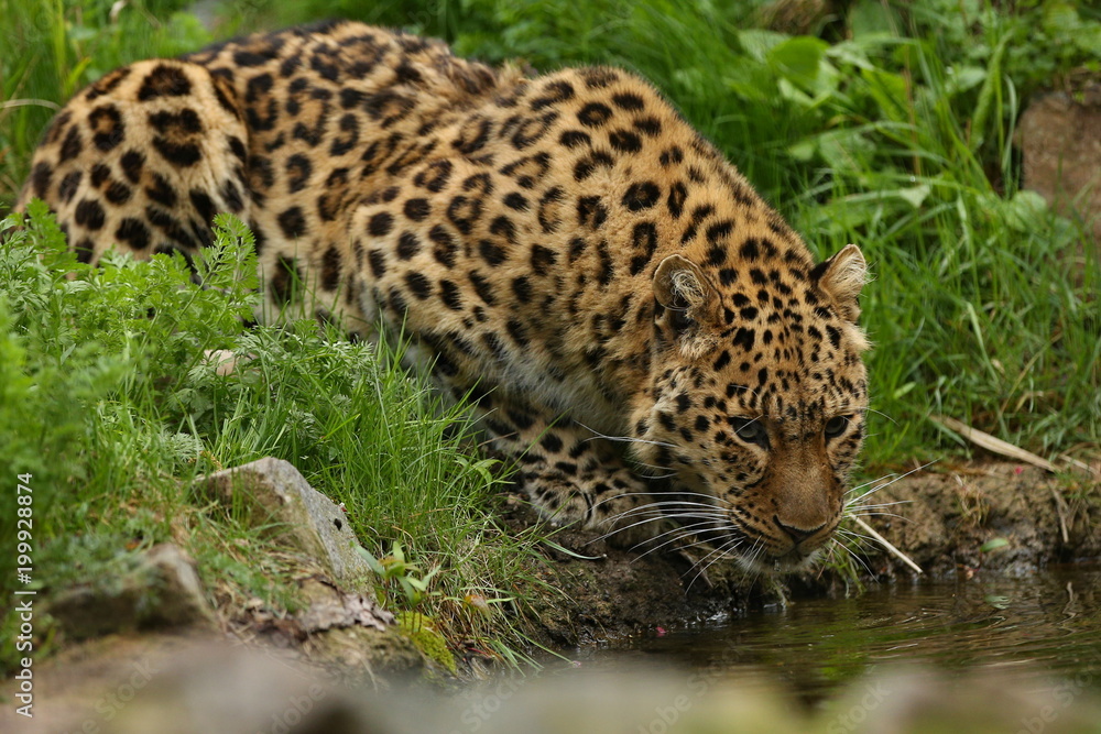Endangered amur leopard in the nature looking habitat. Wild animals in  captivity. Beautiful feline and carnivore. Very rare kind of big cats  species. Panthera pardus orientalis. Stock Photo | Adobe Stock