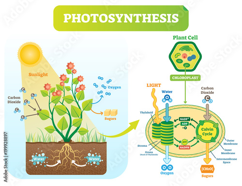 Photosynthesis biological vector illustration diagram with plan cell scheme.