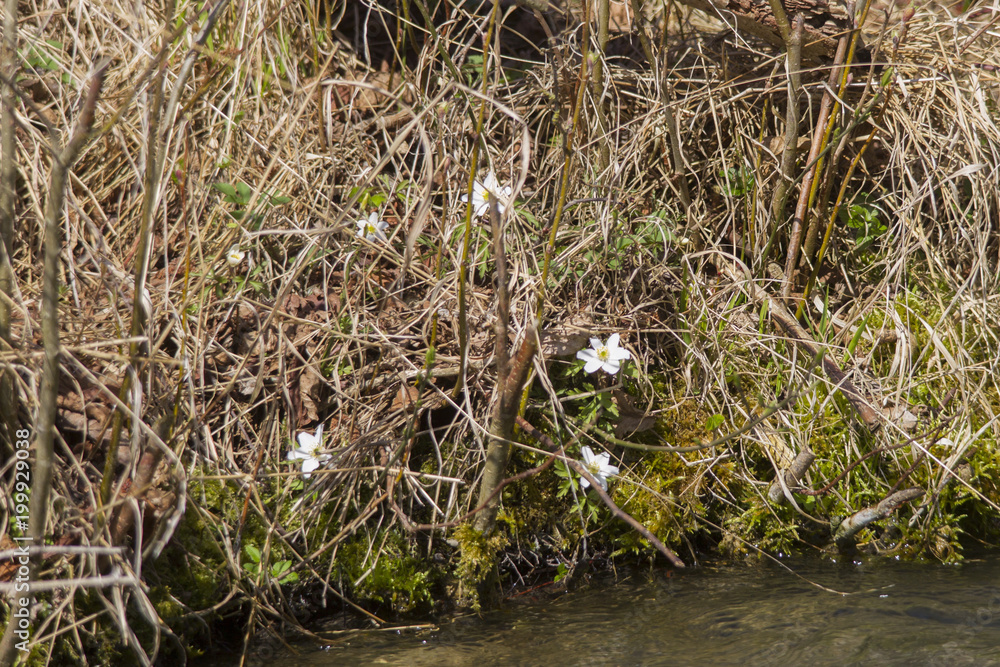 Anemones bloom in the glow of the spring sun Anemones bloom in the glow of the spring sun