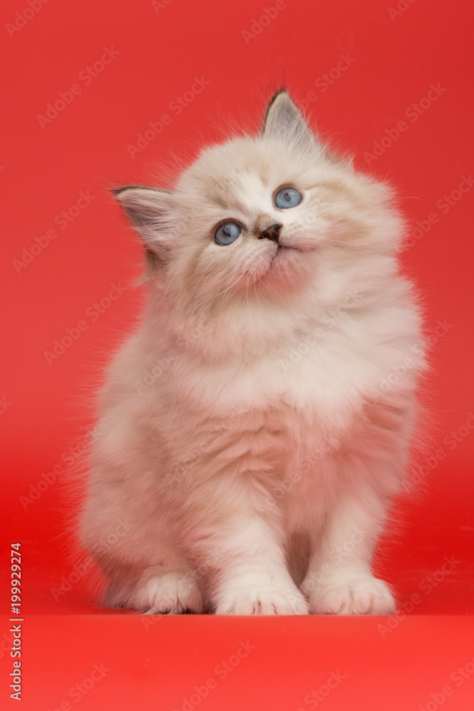 little adorable kitten portrait on red background