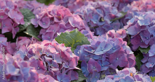 Hydrangea flower field