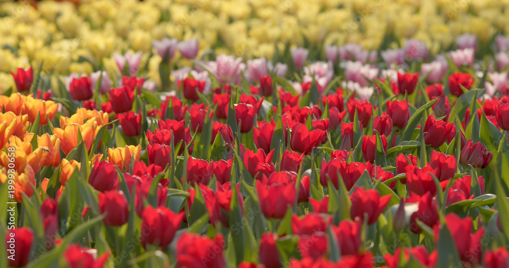 Colorful Tulip farm