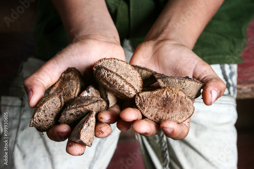 A producer's hand with Brazil nuts in the Amazon.