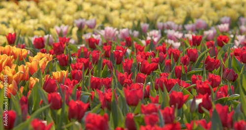 Colorful Tulip farm © leungchopan