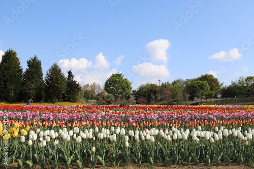 Wallpaper Mural 馬見丘陵公園のチューリップ Torontodigital.ca