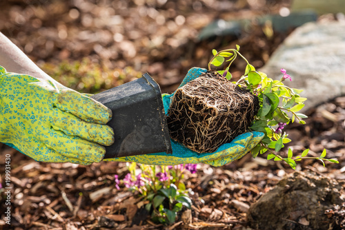 Gartenarbeit im Frühling