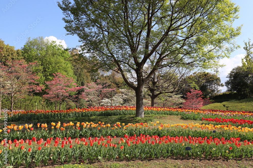 馬見丘陵公園のチューリップ 馬見丘陵公園のチューリップ