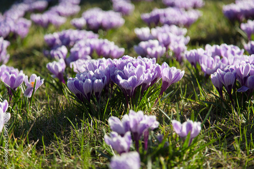 A meadow full of blooming crocus flowers in spring time.