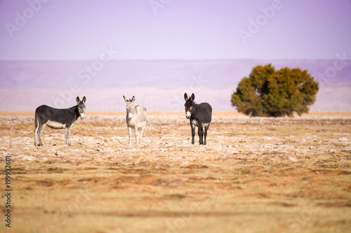 Donkeys in the Salar de Atacama (Atacama Salt lake), Tambillo, Los Flamencos National Reserve, Atacama desert, Chile, South America