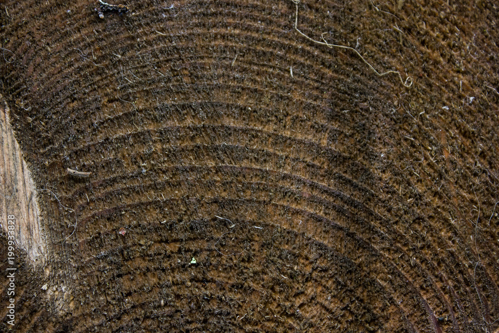 Fototapeta premium natural close-up texture of a tree