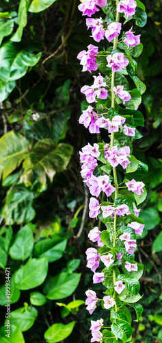 Flores roxas e floresta photo