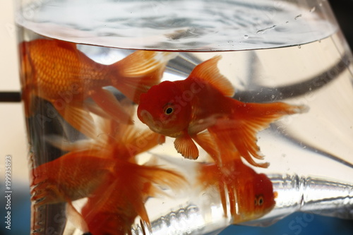 multiple goldfish of varying sizes in a plastic bag being sold on the street in Laos  Southeast Asia