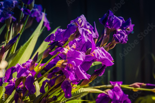 Purple Iris Flowers Filtered