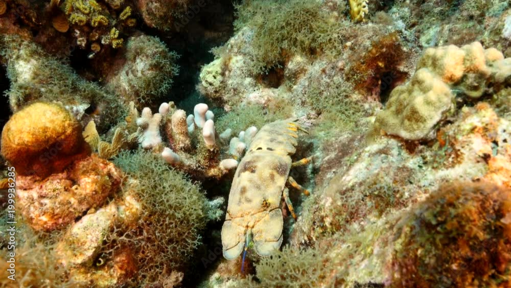 Spanish Lobster in the coral reef in the Caribbean Sea at scuba dive around Curacao /Netherlands Antilles Spanish Lobster in the coral reef in the Caribbean Sea at scuba dive around Curacao /Netherlands Antilles