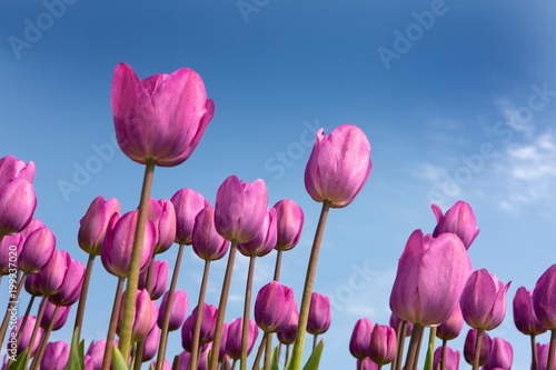 Flowering tulips in polder
