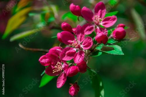 springtime flowers red plum  in the garden