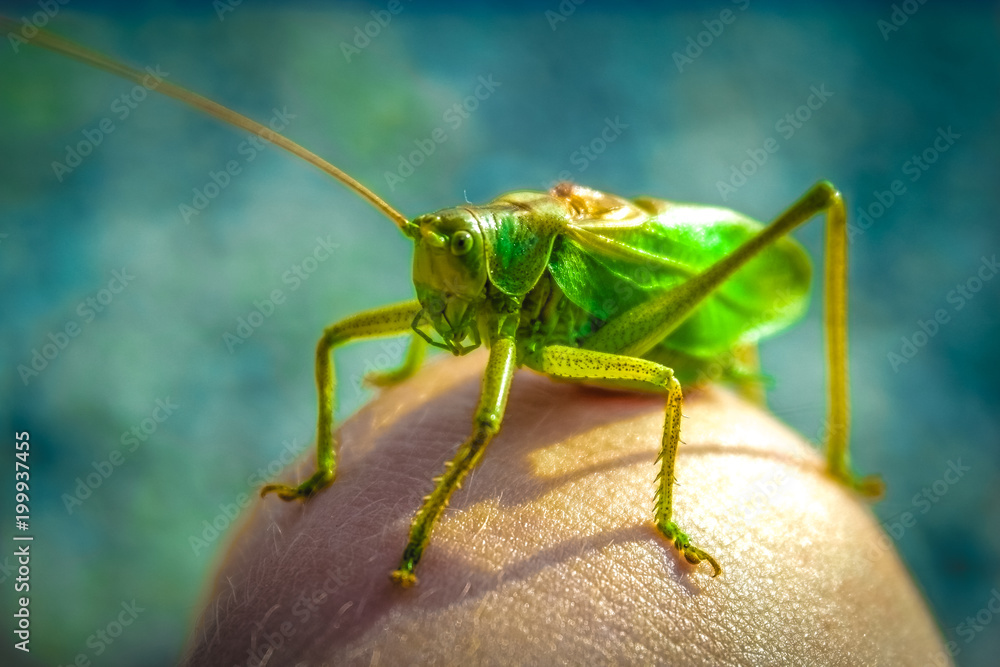 Fototapeta premium Mantis