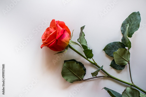 Several red roses flowers
