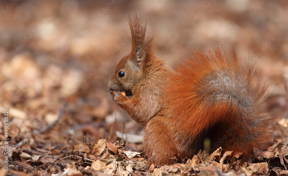 niedliches Eichhörnchen