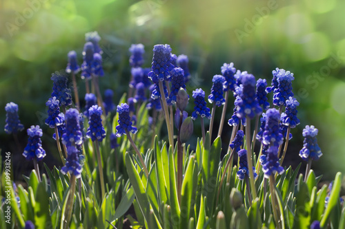 Spring flowers nature background.Muscari flowers in the garden,sunlight,bokeh background