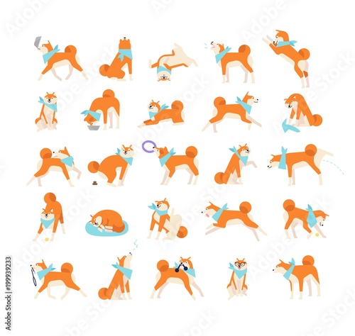Collection of dog performing everyday activities on white background. Bundle of cute Japanese Shiba Inu pet eating, sleeping, playing, barking, howling. Flat cartoon vector illustration.