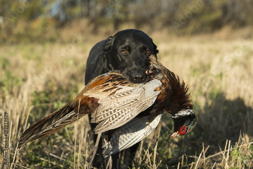 Fototapeta Naklejka Na Ścianę i Meble -  A Black Labrador Retreiver with a Ringnecked Pheasant in South Dakota
