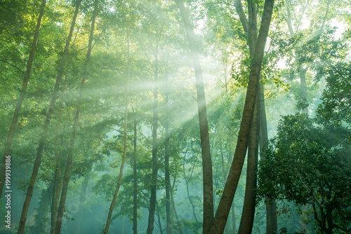 Obraz zieleń lasu i leśne drzewa w promieniach słońca