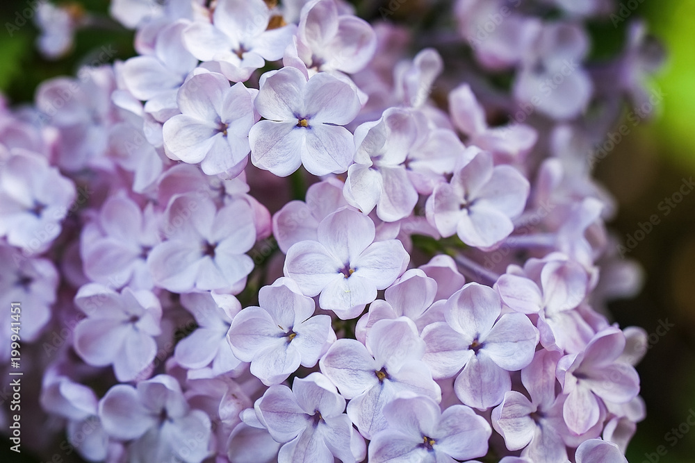 Lilac. Beauty in life. Lilac garden. Spring blooming background. Close-up. Lilac. Beauty in life. Lilac garden. Spring blooming background. Close-up.