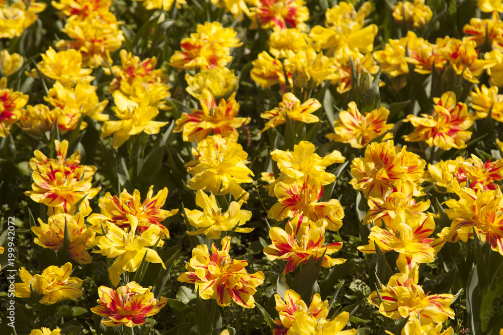 prato di varietà di tulipani parco Sigurtà Valeggio sul Mincio Verona Italia prato di varietà di tulipani parco Sigurtà Valeggio sul Mincio Verona Italia