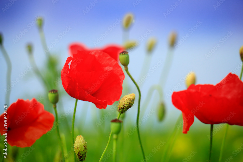 Fototapeta premium Field of poppies