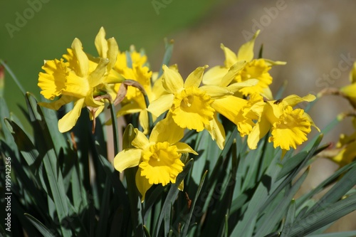 Fototapeta Naklejka Na Ścianę i Meble -  blühende Narzissen