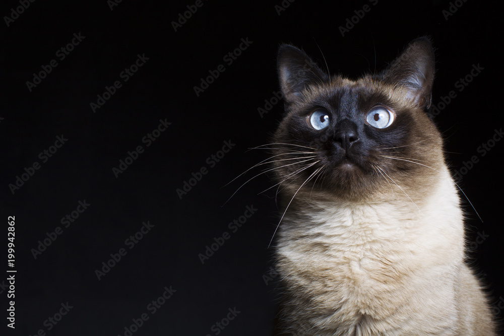 Siamese cat Thai pores on a black background