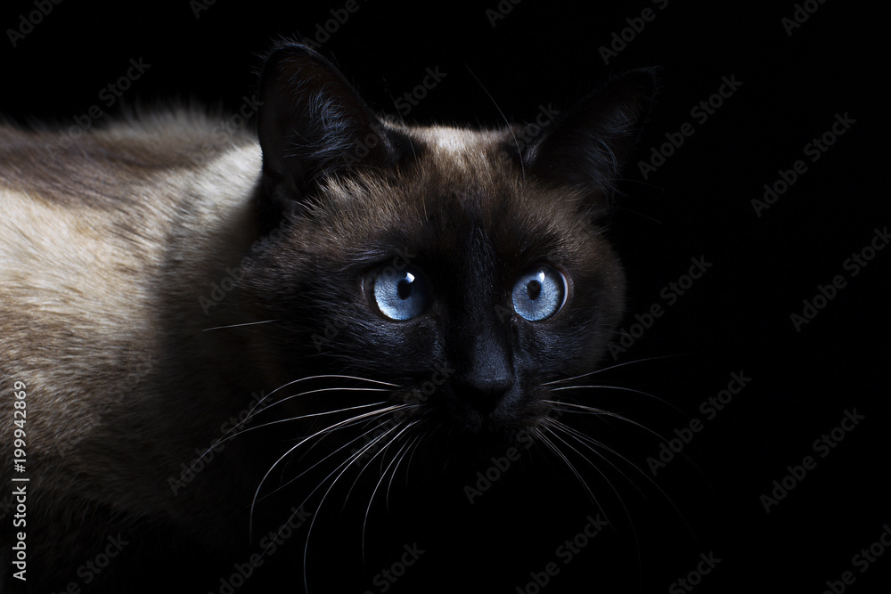 Chic Siamese cat on a black background