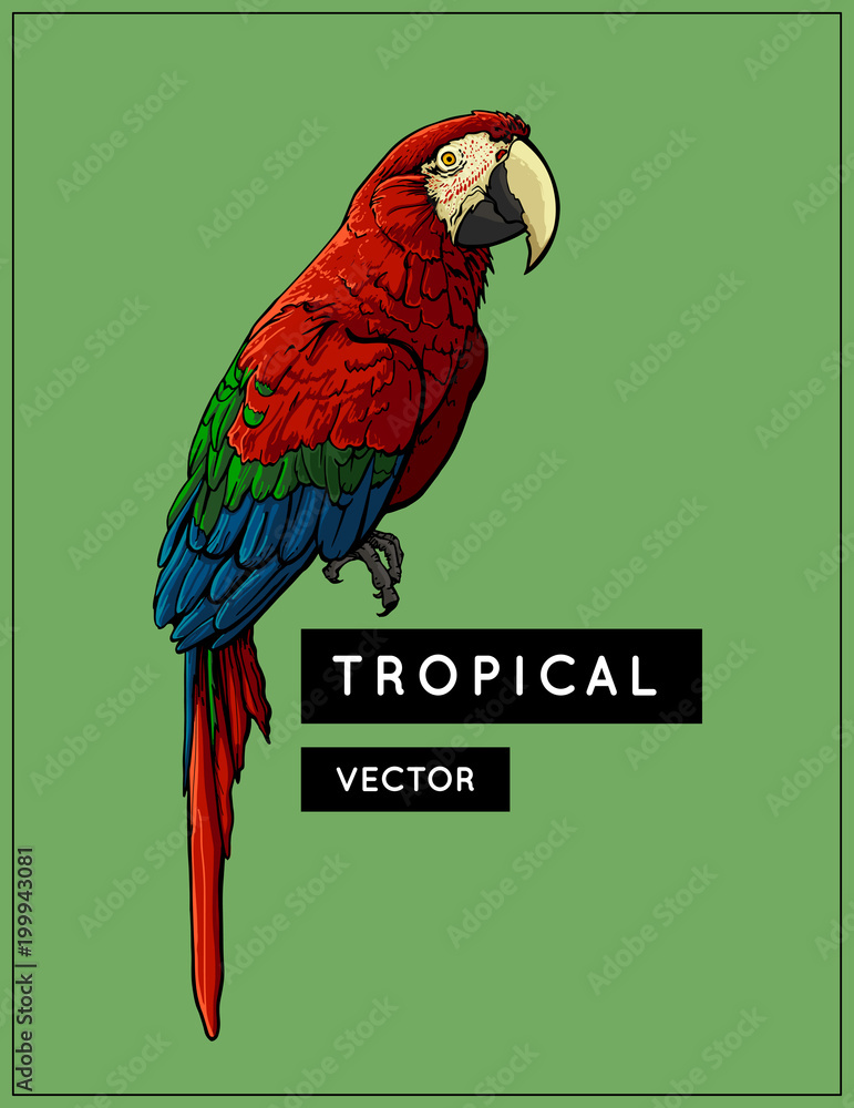 Obraz premium Tropical vector exotic bird. Colourful multicolour parrot isolated on green background. Scarlet Macaw, Ara Macaw red-large, Ara chloropterus. Exotic jungle bird. Vector illustration. EPS 10