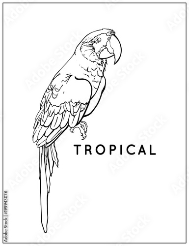 Black and white parrot. Tropical bird. Scarlet Macaw, Ara Macaw red-large, Ara chloropterus. WIldlife animal. Vector illustration. EPS 10