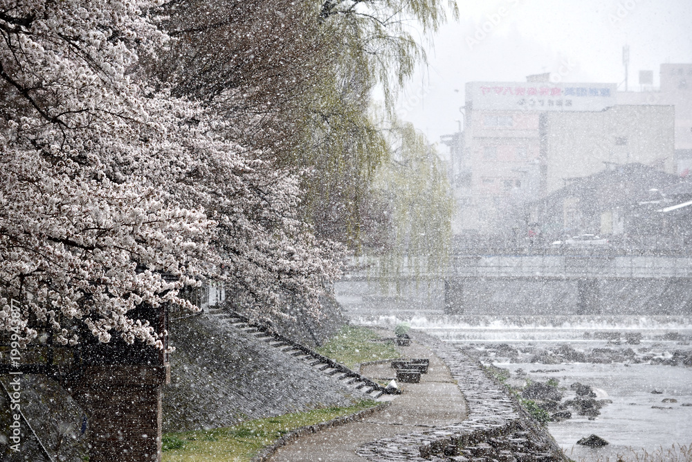 Fototapeta premium 雪の日の桜