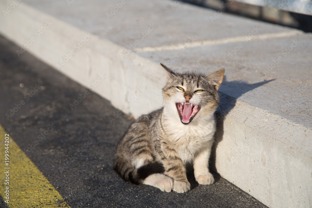 Obraz premium cat