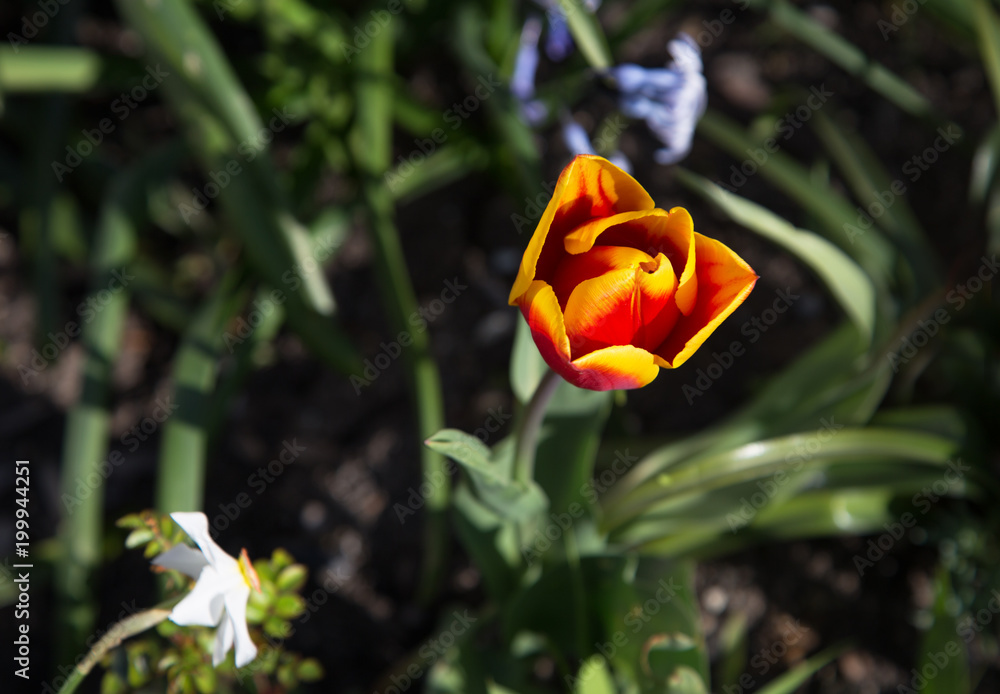 mysterious tulip