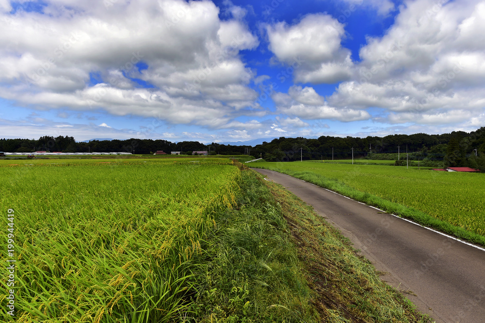 Fototapeta premium 田舎の風景