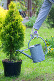 Planting plants step by step / ornamental shrub - watering before planting
