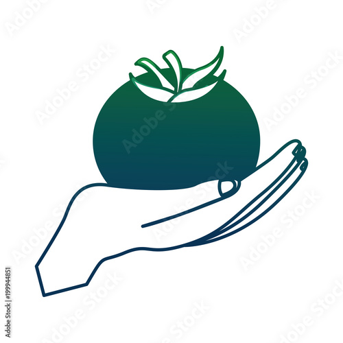 hand lifting fresh tomato vector illustration design