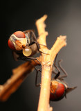 Flies with red eyes