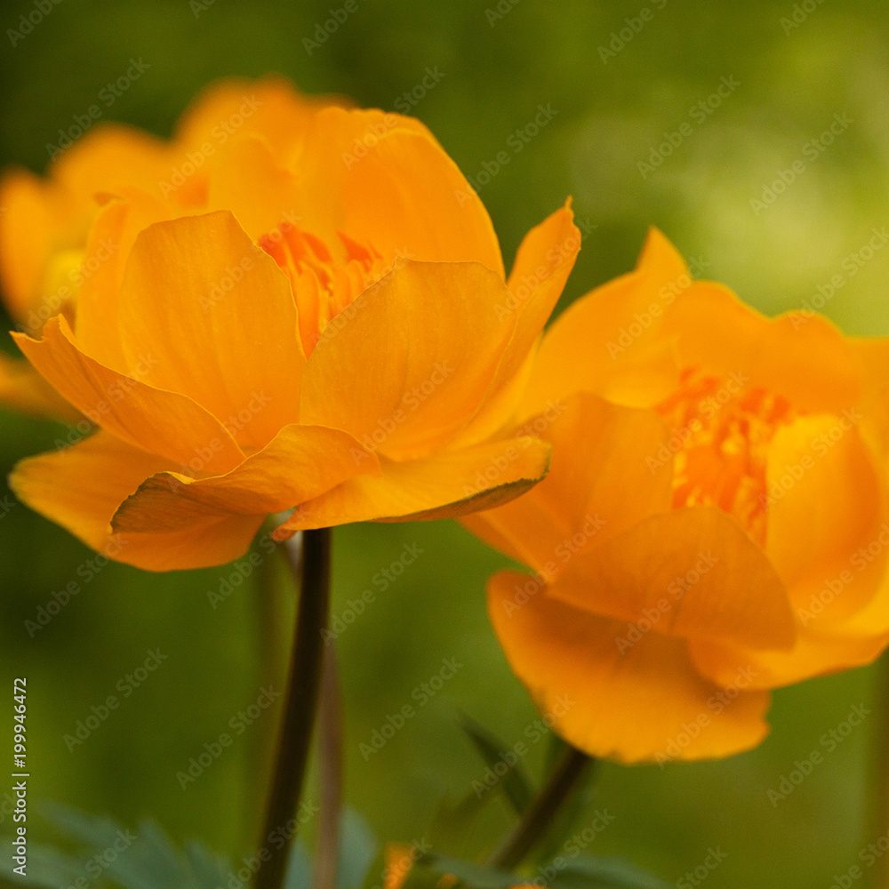 beautiful gentle flower of a yellow trollius beautiful gentle flower of a yellow trollius
