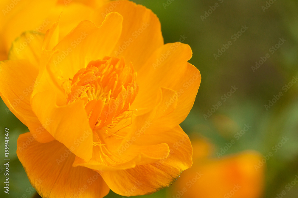 beautiful gentle flower of a yellow trollius beautiful gentle flower of a yellow trollius
